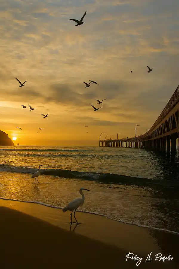 Atardecer en el muelle de Cerro Azul con aves marinas en vuelo, una escena representativa de los lugares turísticos de Cañete