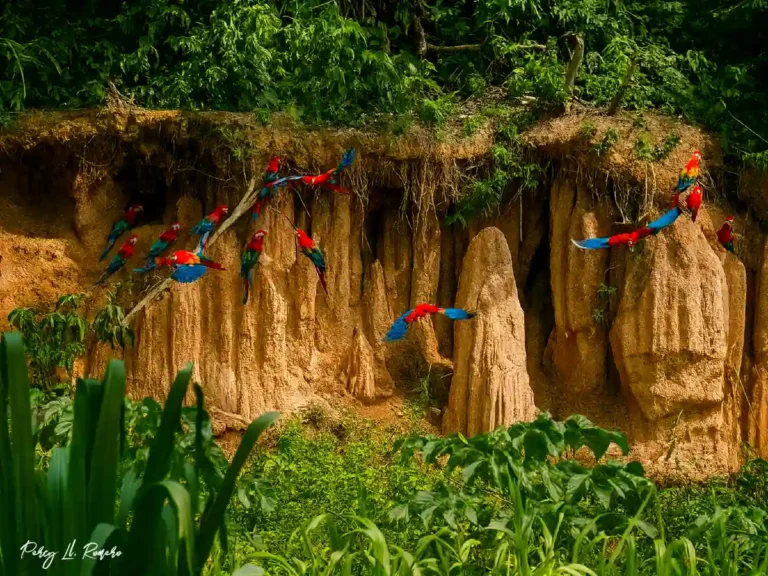 Vista de las collpas en la reserva nacional de tambopata