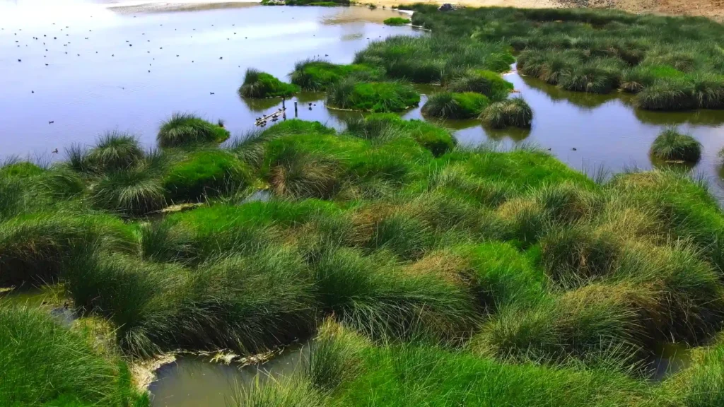 Humedales de Ite en la costa de Tacna, ecosistema natural costero