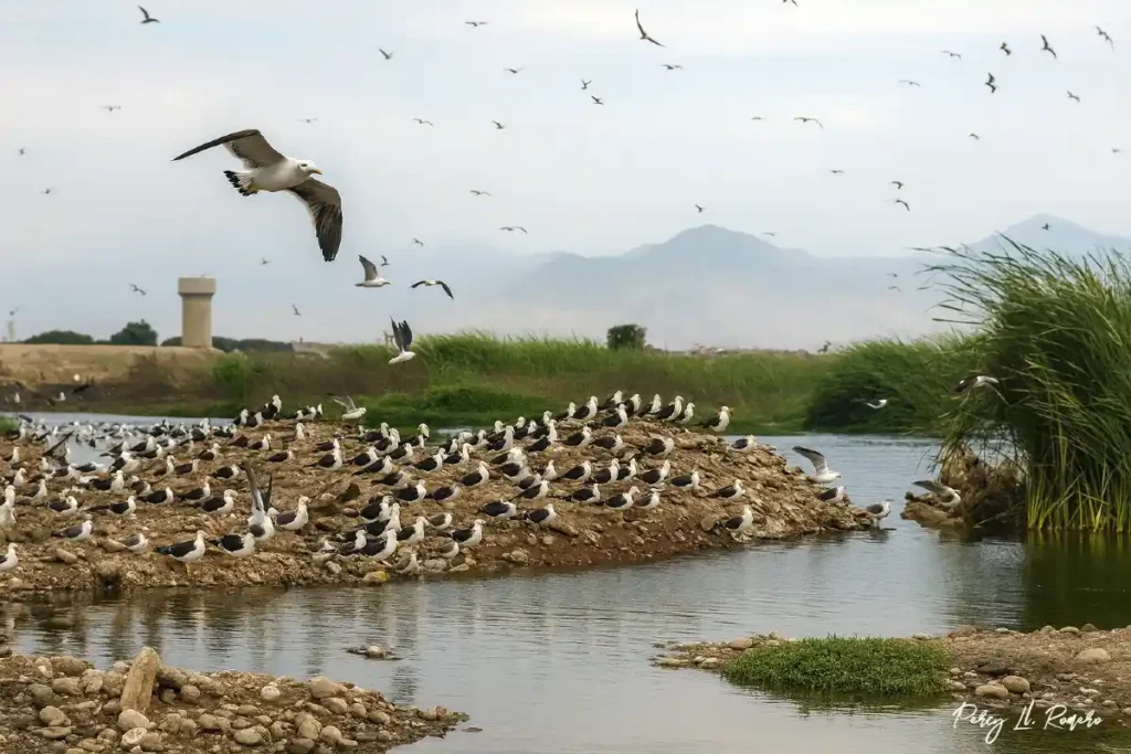 Humedales de Ventanilla, ecosistema natural protegido y uno de los principales atractivos turísticos del Callao para el ecoturismo.