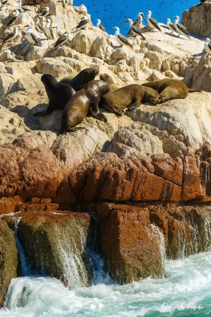 Lobos marinos en las Islas Ballestas, uno de los lugares turísticos de la costa del Perú.