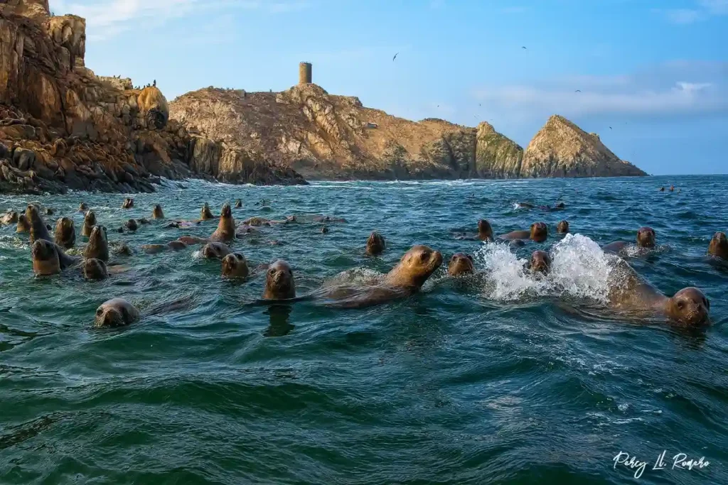 Islas Palomino, destino natural para avistamiento de lobos marinos y aves, popular en el turismo en Callao.
