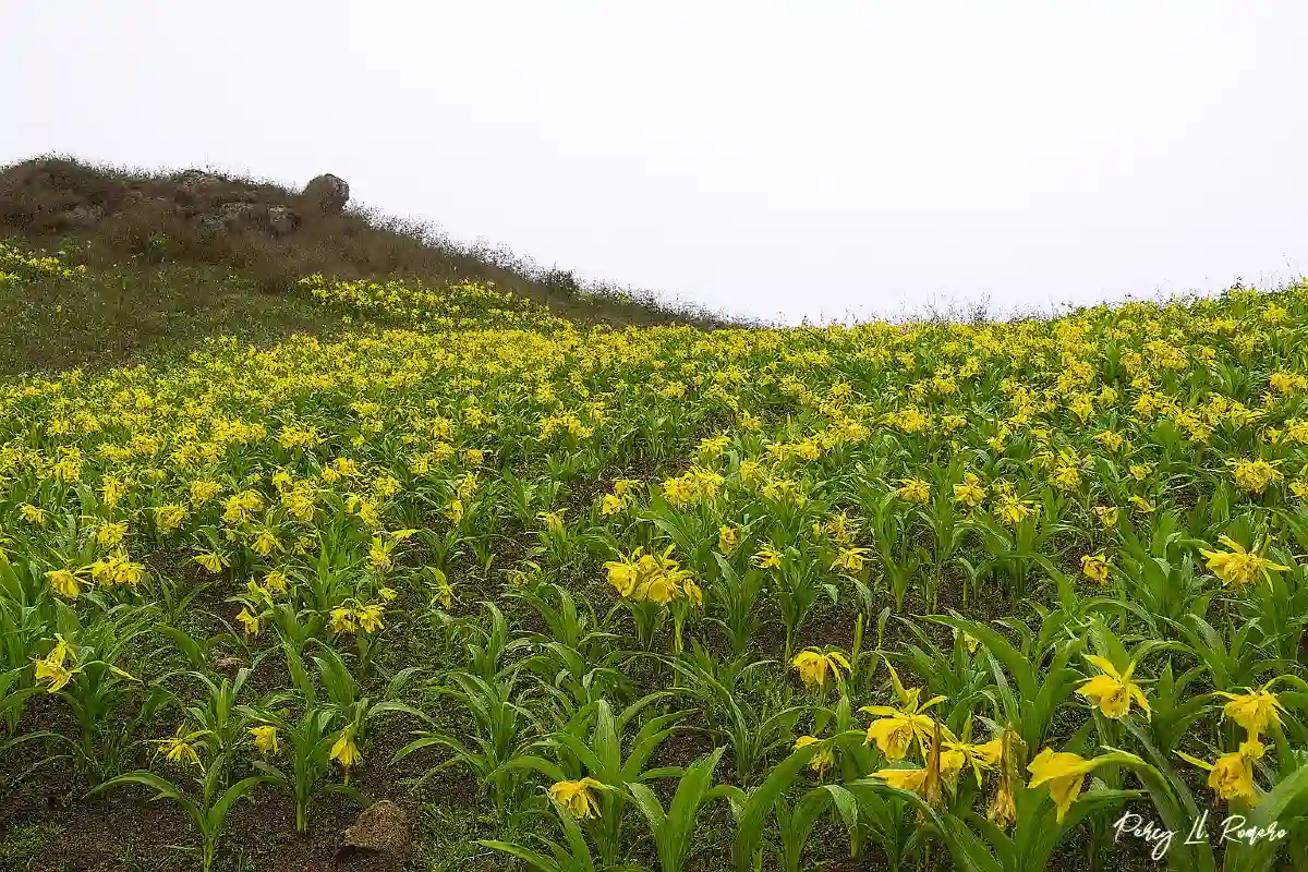 Lomas de Asia con floración amarilla, uno de los lugares turísticos de Cañete durante la temporada de invierno.
