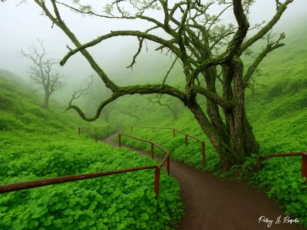 Paisaje verde y sendero en la Reserva Nacional Lomas de Lachay, atractivo natural de la costa peruana.
