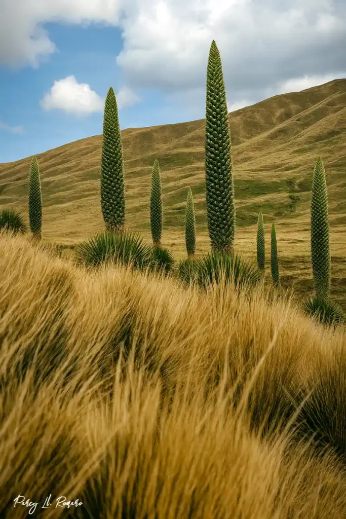 Grupo de puyas Raimondi en un paisaje altoandino de Áncash bajo cielo parcialmente nublado.