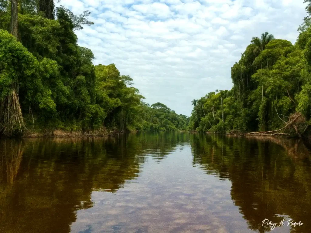 La Reserva Nacional Pacaya Samiria en Loreto es uno de los lugares turísticos de la selva peruana con gran riqueza en flora y fauna