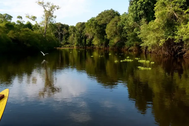 Río tranquilo rodeado de selva exuberante en la Reserva Nacional Pacaya Samiria, con vegetación flotante y un ave en vuelo sobre el agua.