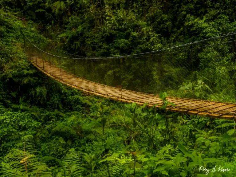 Yanachaga chemillen en pasco