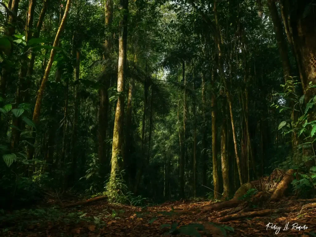 Los bosques tropicales de la selva baja son uno de los paisajes de la selva peruana