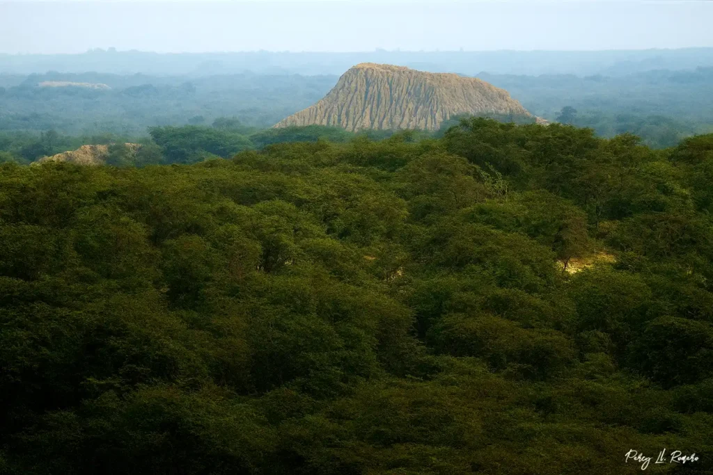 El santuario histórico bosque de pomac es uno de los lugares turísticos de Lambayeque