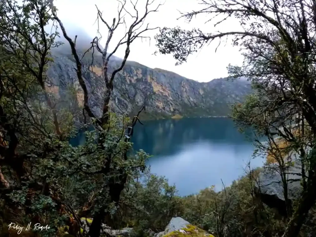 flora de la laguna churup: quenuales