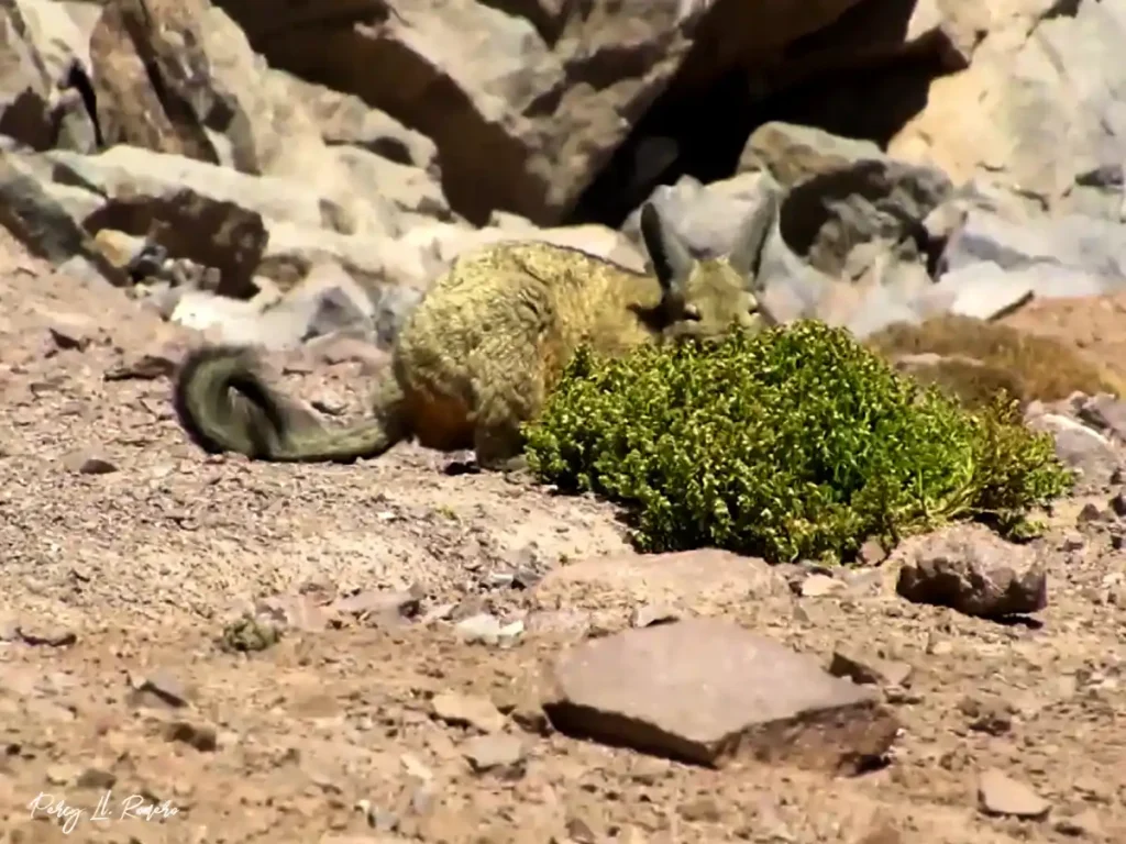 fauna de la laguna churup: vizcacha